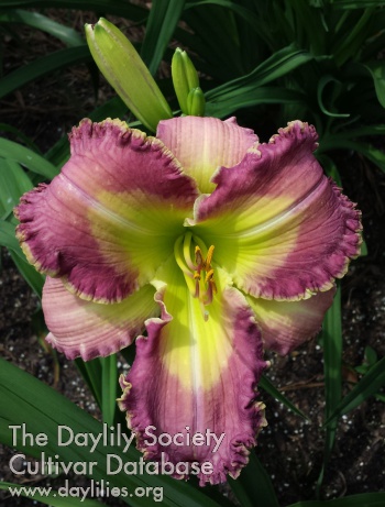 Daylily Noticing You Noticing Me